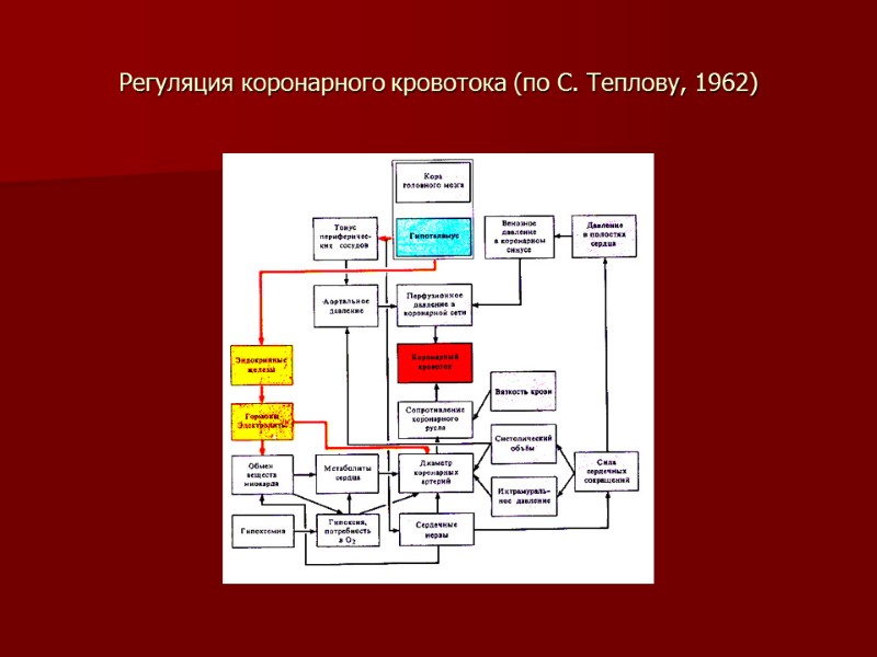 Регуляция коронарного кровотока (по С. Теплову, 1962)